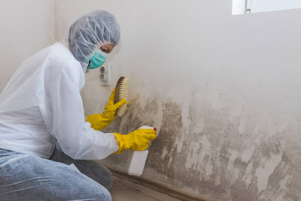 Best Attic Mold Remediation in Keenesburg, CO